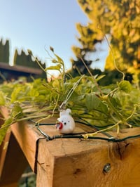 Image 1 of Dragon fruit Rabbit