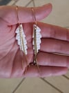 White wings