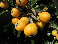 Image 1 of Eriobotrya Japonica - Loquat