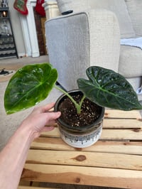 Image 1 of Elephant Ear in Black and White Glazed Pot