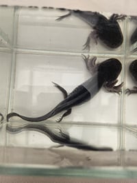 Image 4 of Black Pudding