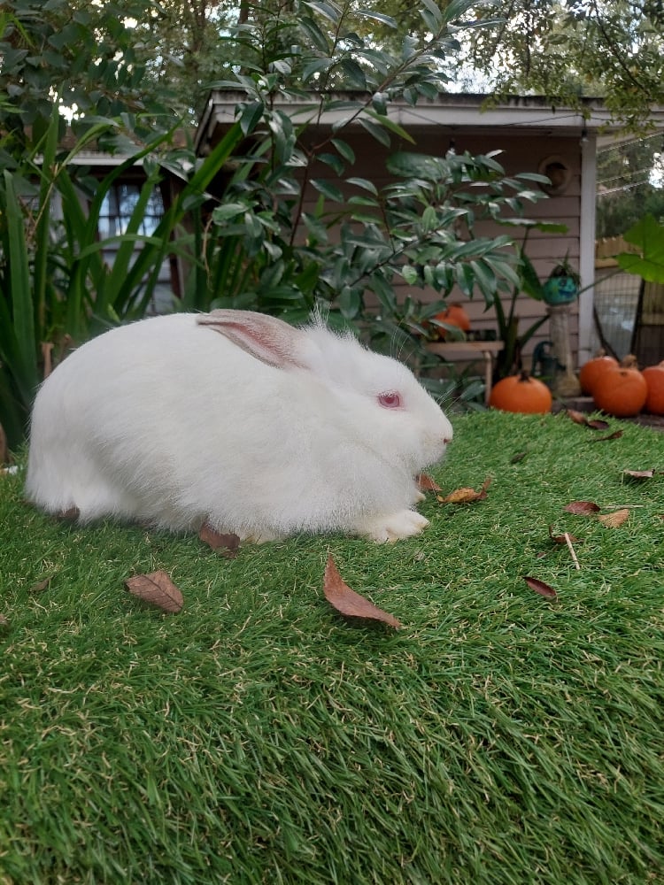 Image of Snowflake (F)