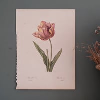 Image 5 of Planches  Anciennes les fleurs de Redouté 