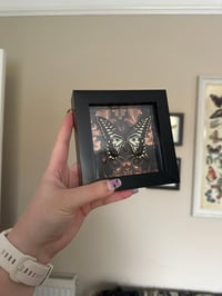 Image 2 of Asian Swallowtail Small Frame