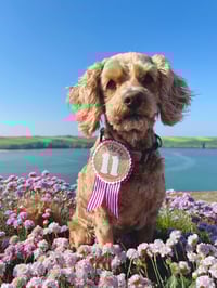 Image 1 of Pet Birthday badges