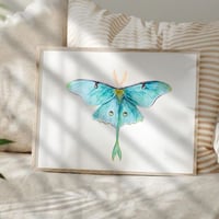Image 5 of Luna Moth Watercolor Illustration PRINT 
