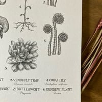 Image 4 of Carnivorous Plants A4 Print 