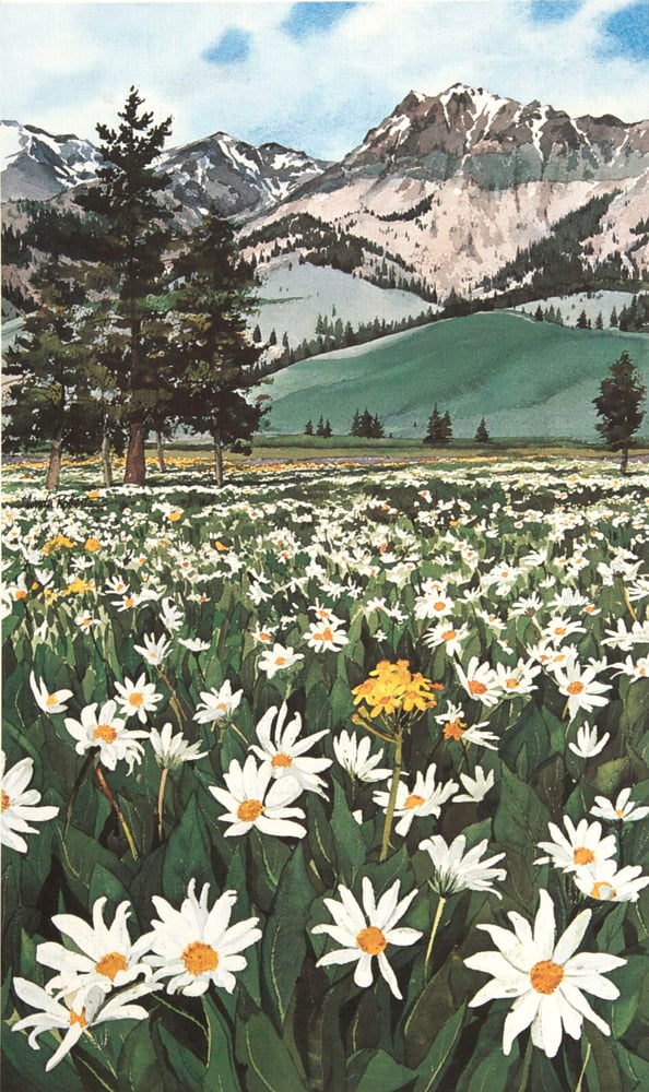 Image of Mountain Daisies