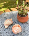 Sea Shell Salt & Pepper Shakers