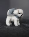 Cloud the white poodle