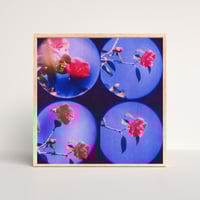 Image 5 of MOON LANDSCAPES, CAMELIA I