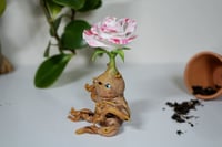Image 2 of Rose Mandrake - Queenie