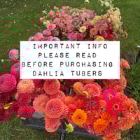 Image 1 of IMPORTANT DAHLIA TUBER INFO - PLEASE READ