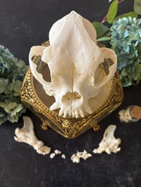 Image 1 of Medium Skull Cleaning (16-59lbs)