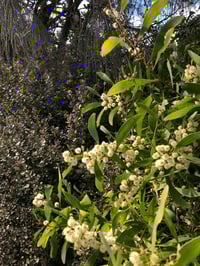 Image 1 of Acacia melanoxylon - Blackwood