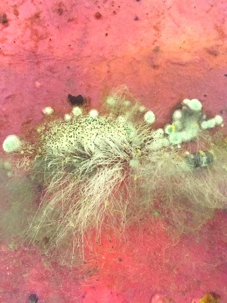 Image of Madder Dye Class