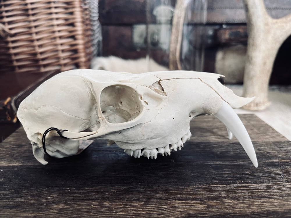Image of Large Chinese Water Deer Skull 
