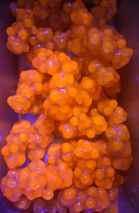 Image 3 of Bead Blobs- Super Naturoe (3 size options) 
