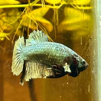 Image of Solid Copper Green HMPK Male