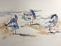 Image 1 of Caspian tern study