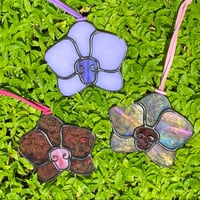Image 5 of Phalaenopsis Orchids