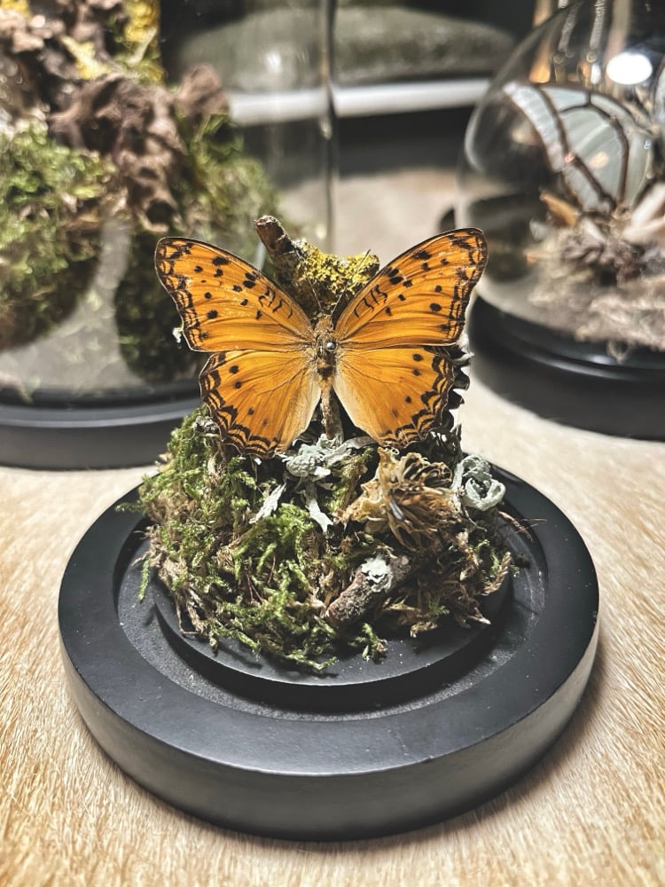 Image of “Wild Britain” Curiosity Dome