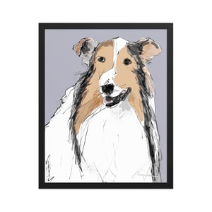 Image of COLLIE