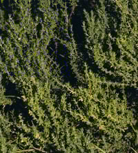 Image 2 of Thyme