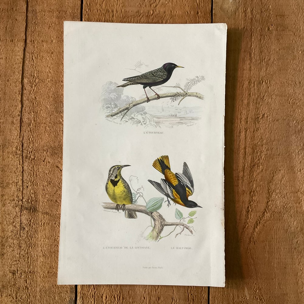 Image of Bird Picture no.5