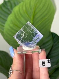 Image 5 of BLUE HALITES -TURKEY- LOT 2
