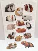 Rocket & Co. - Guinea Pig Breeds tea towel