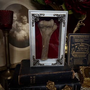 Image of Human Tibia Fragment in ShadowBox