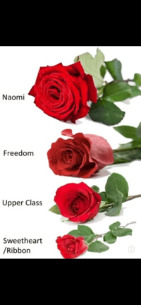 Image 4 of Naomi roses 