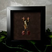 Brown Suade Harlequin Tree frog 
