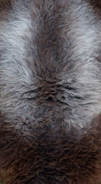 Image 3 of Harting Black Sheepskin #11