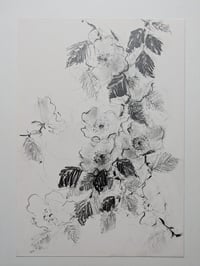 Wild roses III