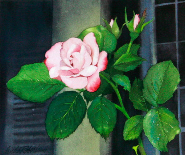 Image of Summer Rose