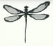 Image of Dragonfly