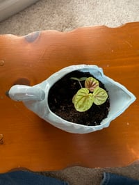 Image 4 of Rippled Peperomia in Blue Iridescent Swan