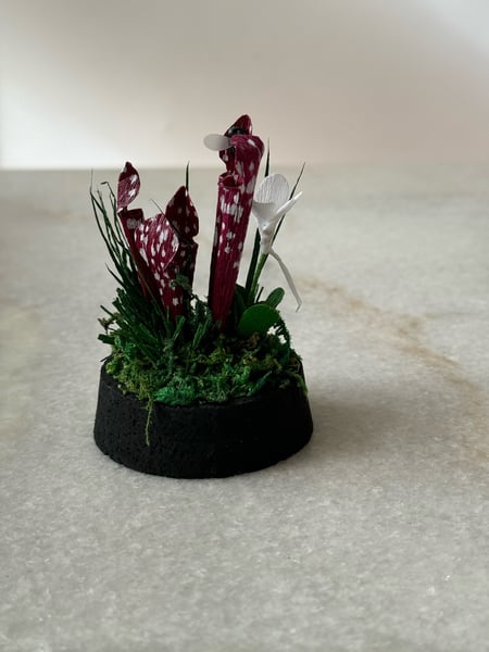 Image of Sarracenia Burgundy paper plant