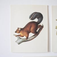 Image 3 of Planches De Bestiaire Du Muséum D'histoire Naturelle _