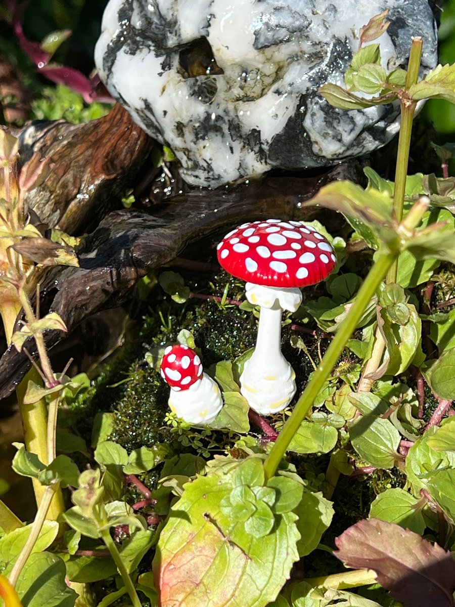 Image of Amanita Mushroom Pair Plant Spikes