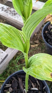 Large False Solomon's Seal : Maianthemum racemosa