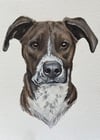 Custom Dog Portrait - Booking Fee (Email for inquiries)