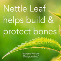 Image 4 of Organic Nettle Leaf Extract 