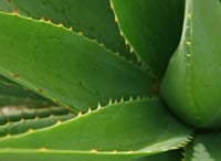 Aloe Vera Skin Toner 