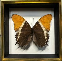 Image 2 of rusty-tipped page butterfly