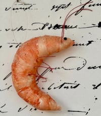 Image 1 of Spun cotton shrimp ornaments 