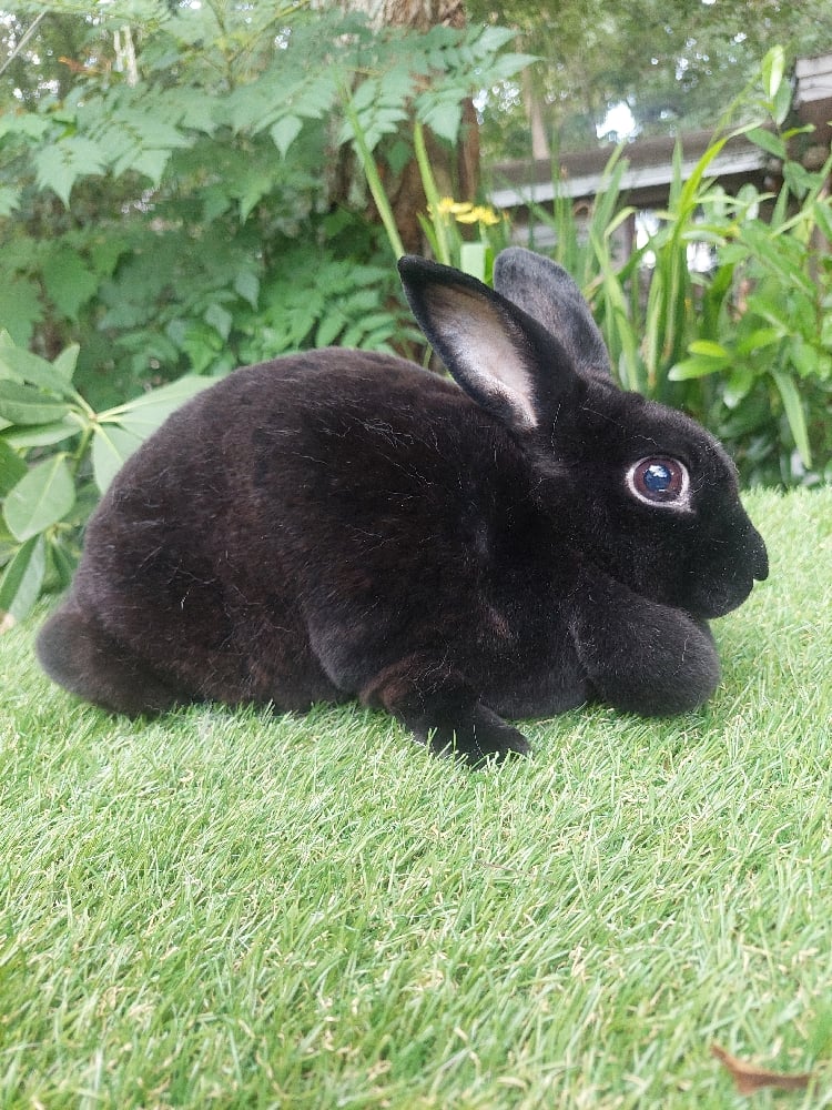 Image of Ms Midnight (F)