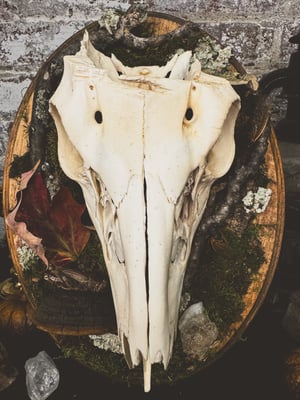 Image of Deer Skull Mount